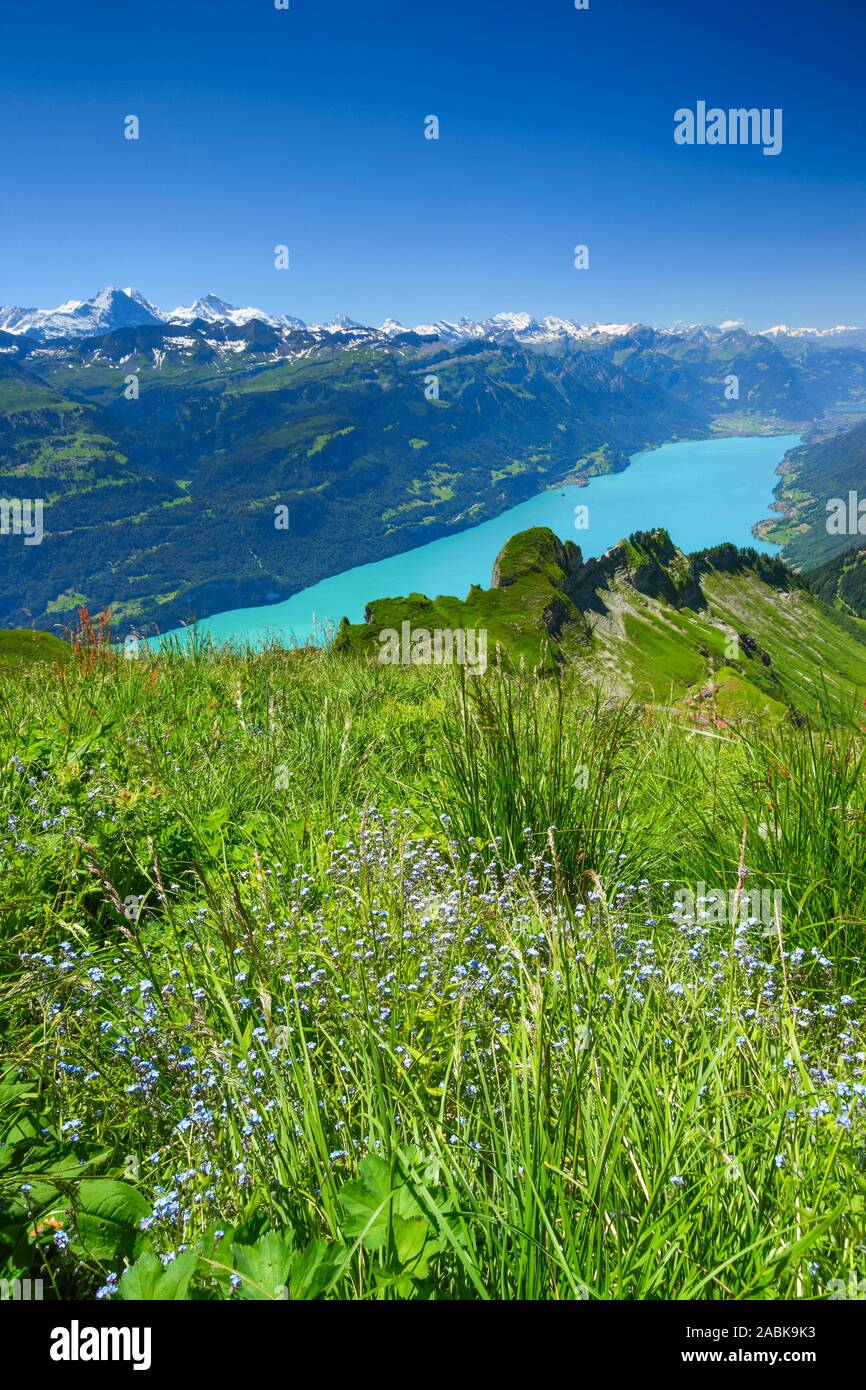 Blick vom Brienzer Rothorn auf den Brienzersee. Emmentaler Alpen, Schweiz Stockfoto