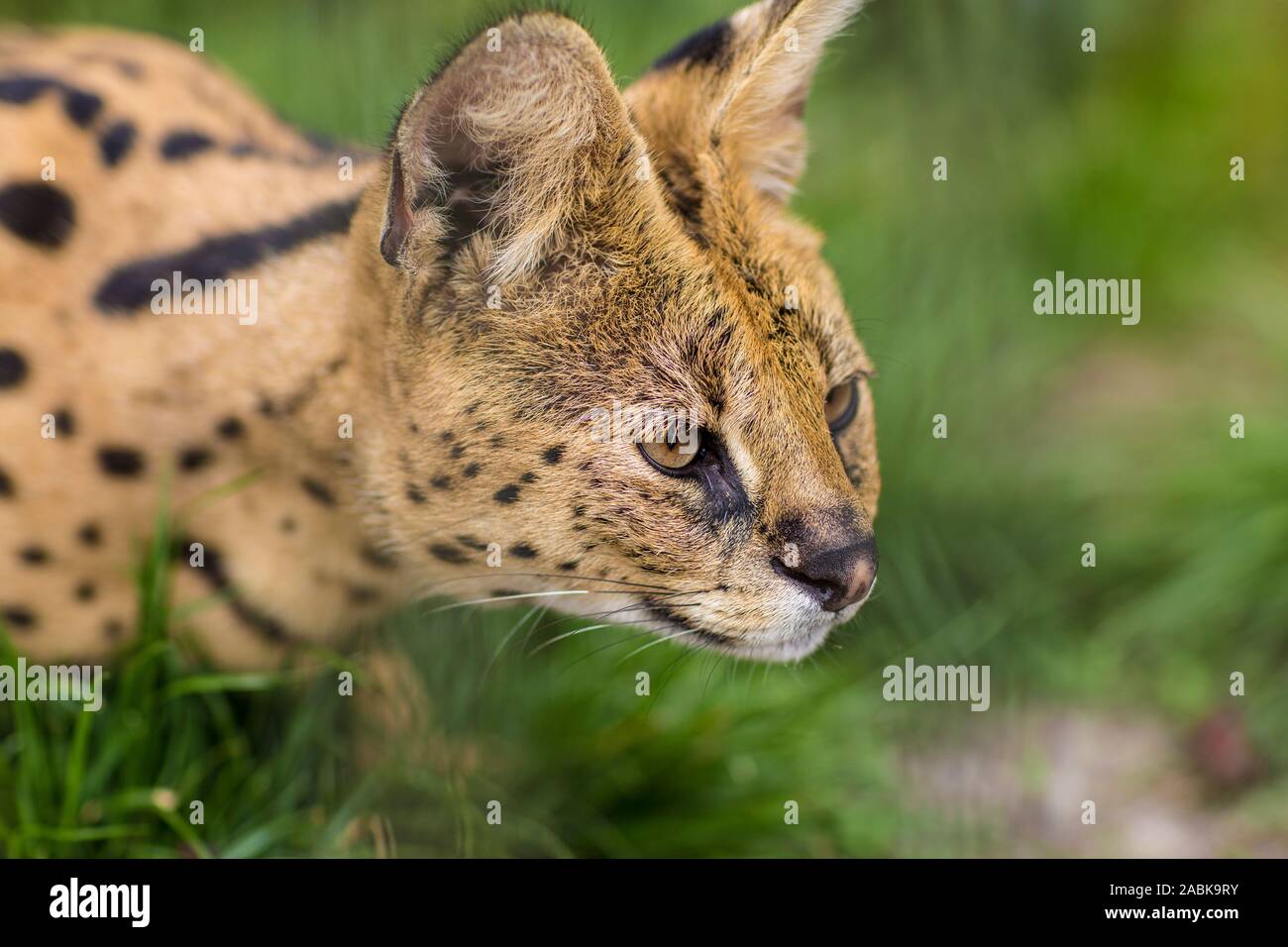 Das Porträt einer Serval Savannah Katze im grünen Gras saßen und auf die righ. Schwarze gepunktete beige Brown Big Wild Cat Stockfoto