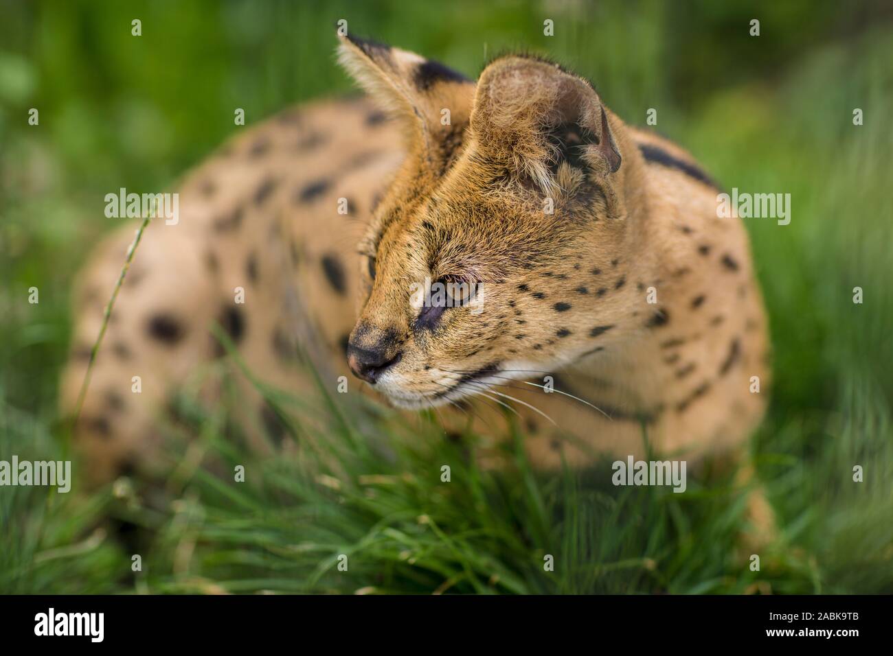 Das Porträt einer Serval Savannah Katze im grünen Gras saßen und auf der linken Seite. Schwarze gepunktete beige Brown Big Wild Cat Stockfoto