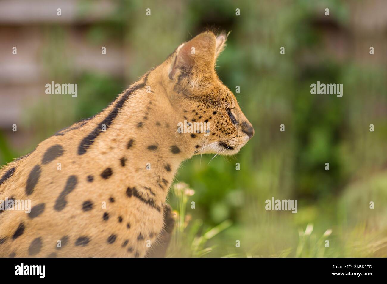 Eine Seitenansicht eines Serval Katze im grünen Gras saßen und auf der rechten Seite. Schwarze gepunktete beige Brown Big Wild Cat Stockfoto