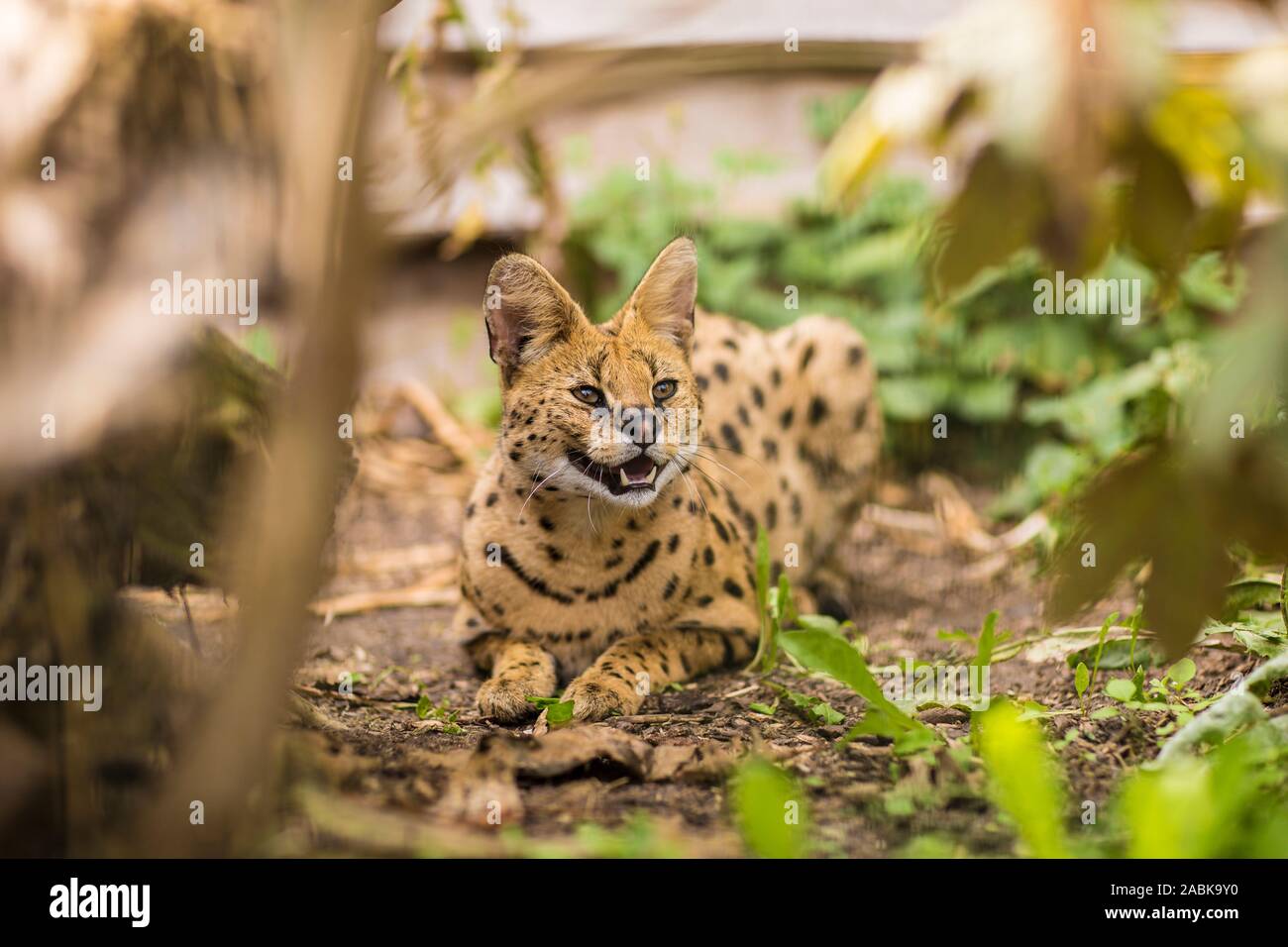 Das Porträt einer wunderschönen Serval Katze sitzt auf dem Boden und seine Zähne umgeben von viel Grün und Filialen angezeigt. Schwarze gepunktete beige Brown Big wil Stockfoto