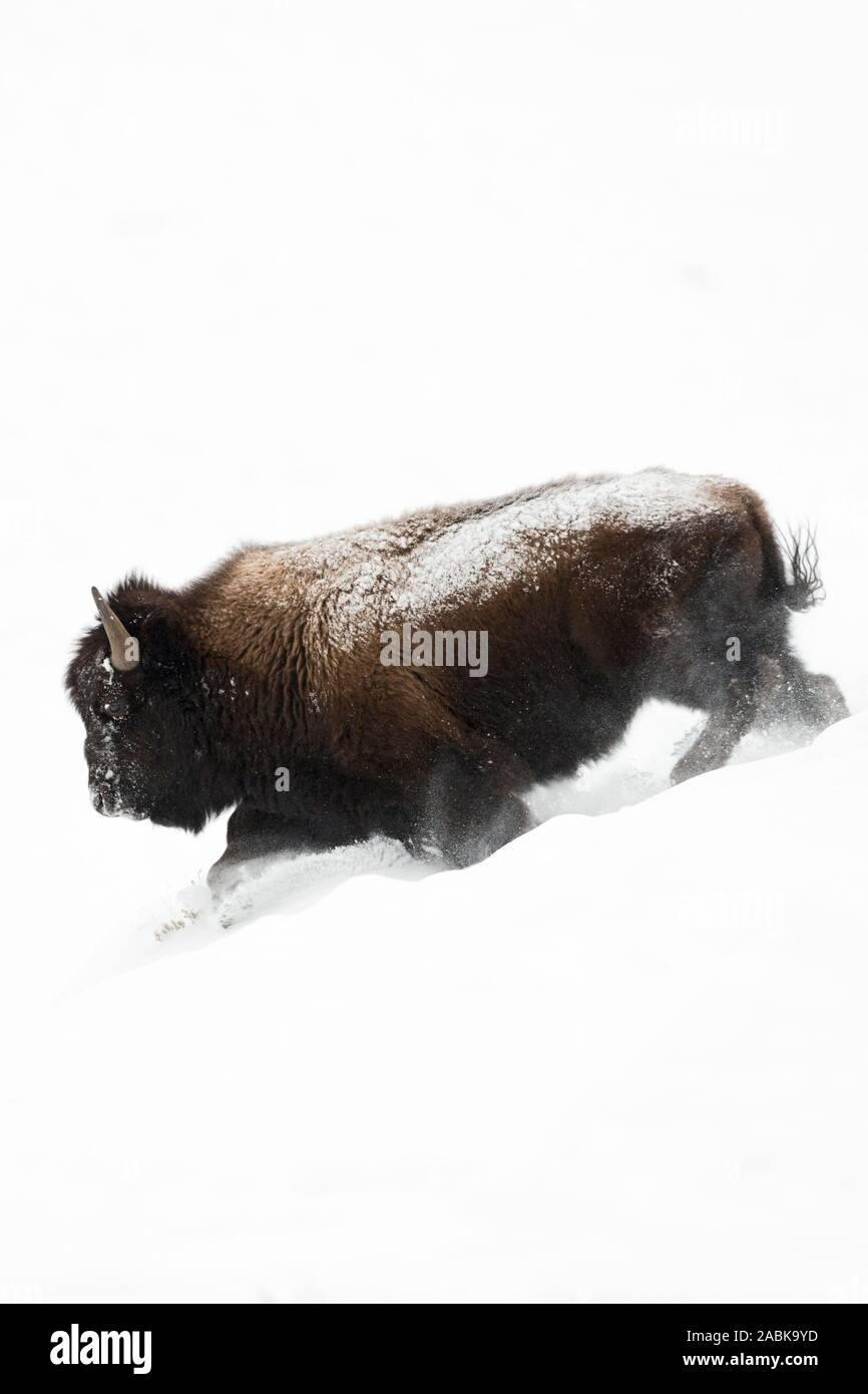 Bison/Amerikanischer Bison (Bison bison), Stier im Winter Fell, Talfahrt durch tiefen weichen Schnee, leistungsstark, beeindruckend, Yellowston Stockfoto