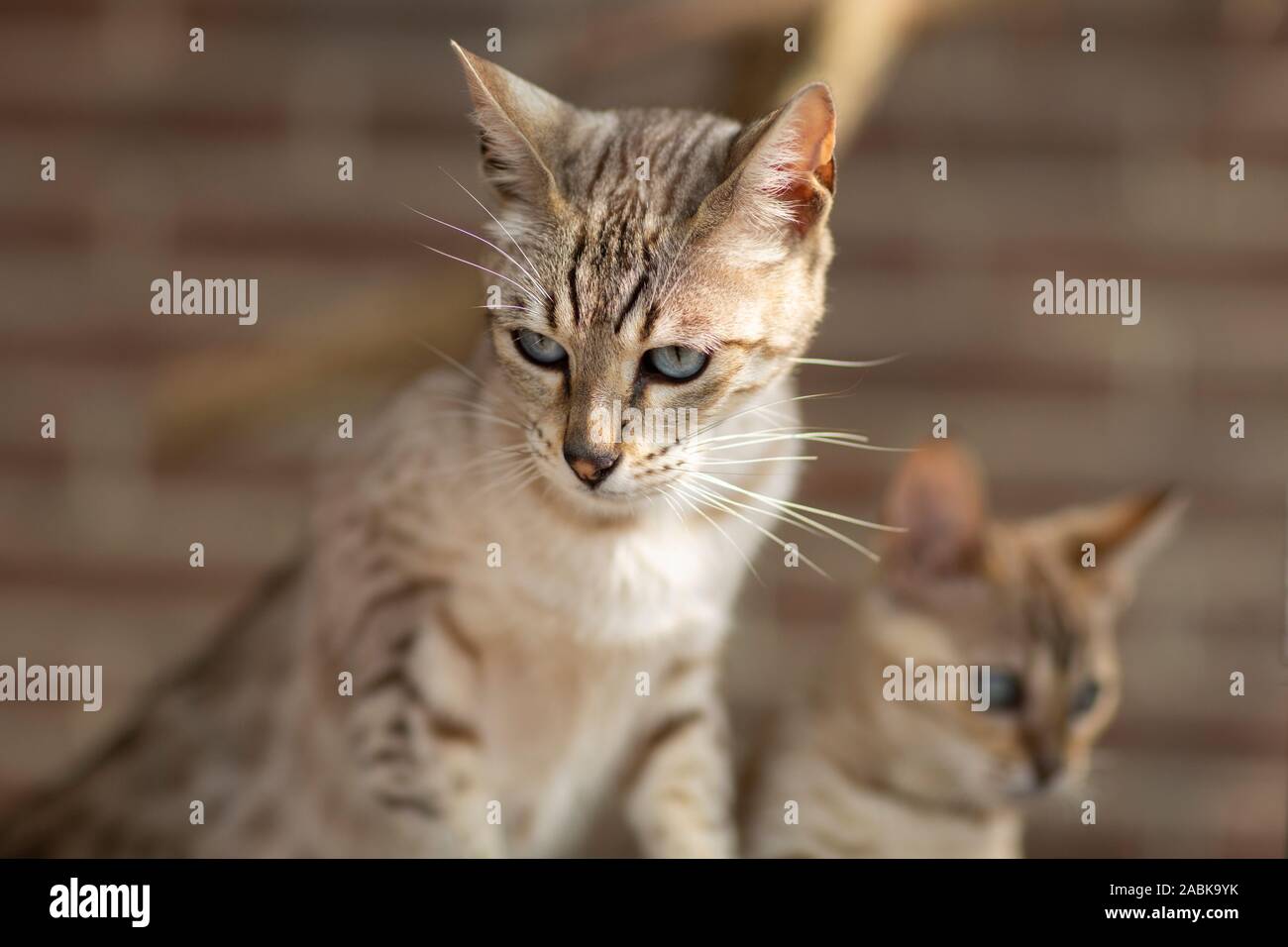 Zwei kleine schöne Savannah Kitten Katzen serval Hybriden auf braunem Grund. Sehr blau leuchtenden Augen Stockfoto