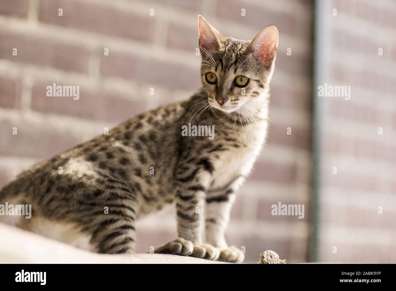 Eine wunderschöne Savannah Serval hybrid kittin mit grünen Augen stitting und Suchen nach links. Sehr blau leuchtenden Augen Stockfoto