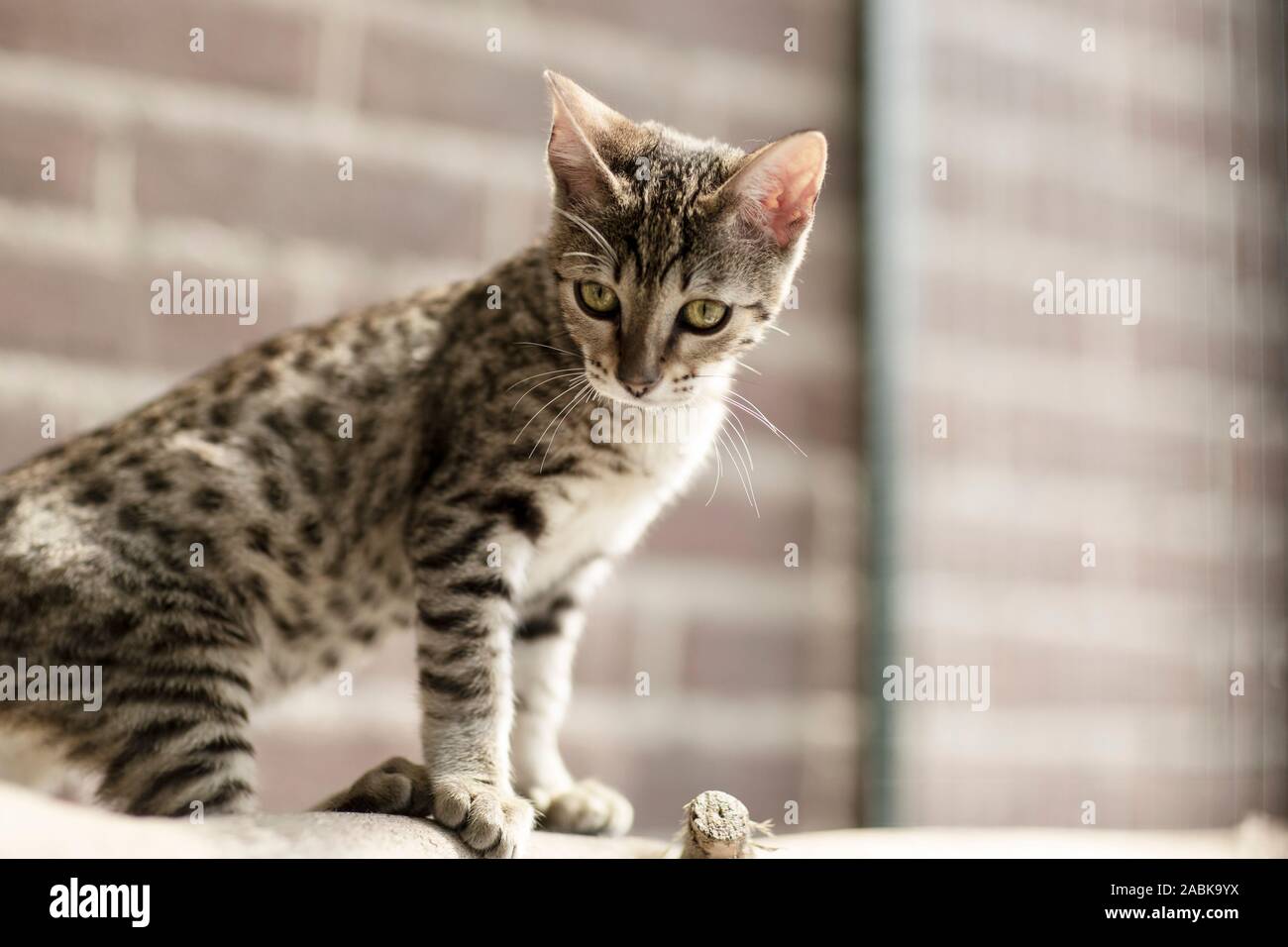 Eine wunderschöne Savannah Serval hybrid kittin mit grünen Augen sitzen und leicht nach unten. Sehr blau leuchtenden Augen Stockfoto