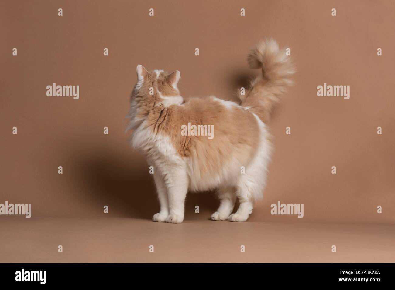 Türkisch Van Katze isoliert und stand vor einer braunen Hintergrund nicht in die Kamera schaut. Pelzigen weißen Fell, lange Haare mit braunen Details. Turne Stockfoto