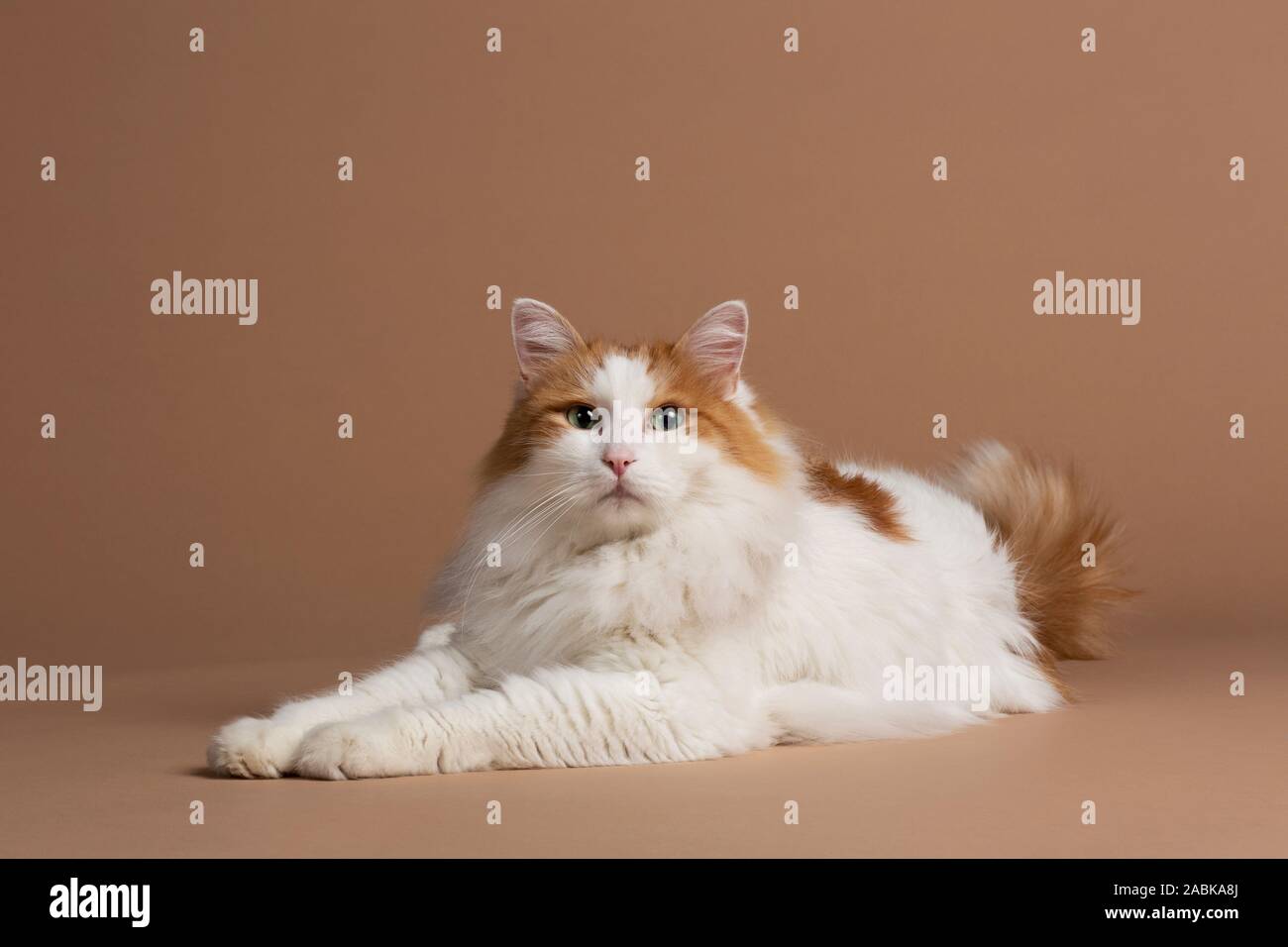 Türkisch Van Katze weiße und braune Sitzen auf einem kratzbaum Stockfoto