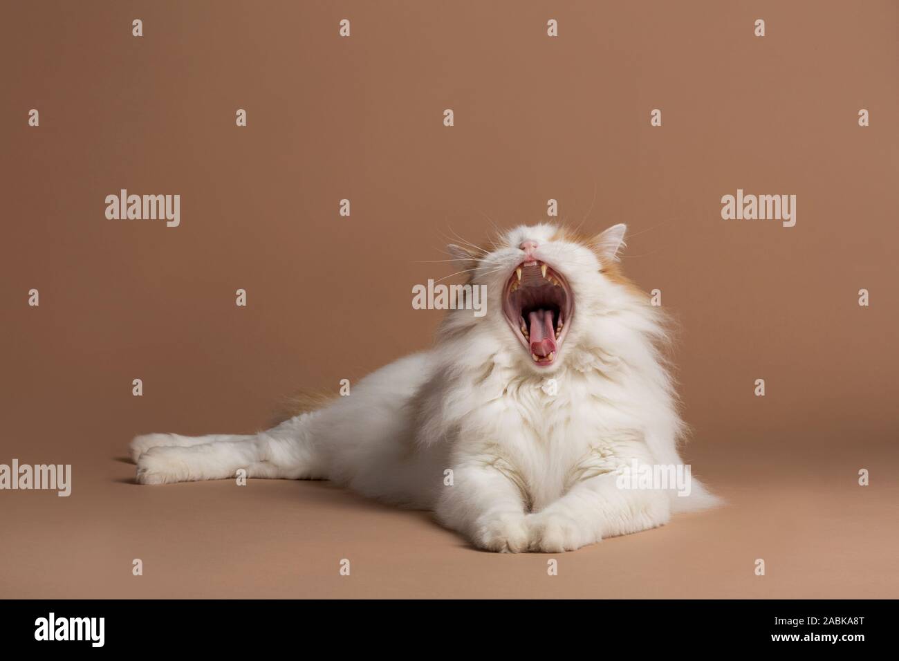 Isolierte türkische Van Katze zur Festlegung gähnen, auf einem braun beige Hintergrund seiner scharfen Zähne und Zunge zeigen isoliert. Weißen flauschigen Angora Fell und br Stockfoto