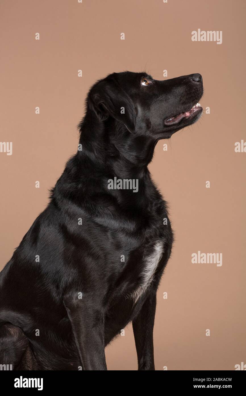 Ein niedliches schwarz Haushund rechts mit seinen Mund auf einem hellen braunen Hintergrund studio shot Öffnen suchen Stockfoto