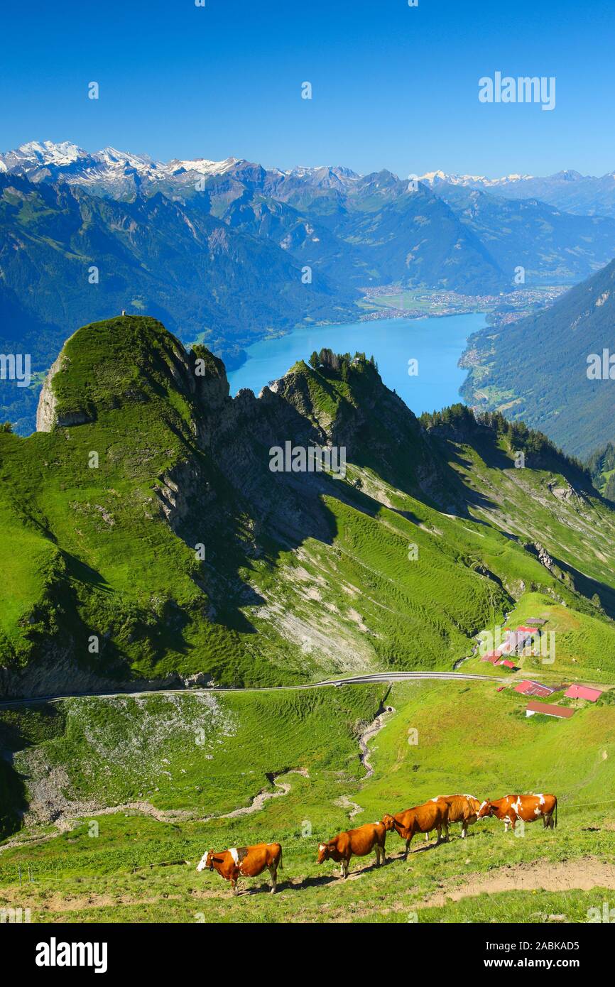 Blick vom Brienzer Rothorn auf den Brienzersee. Emmentaler Alpen, Schweiz Stockfoto