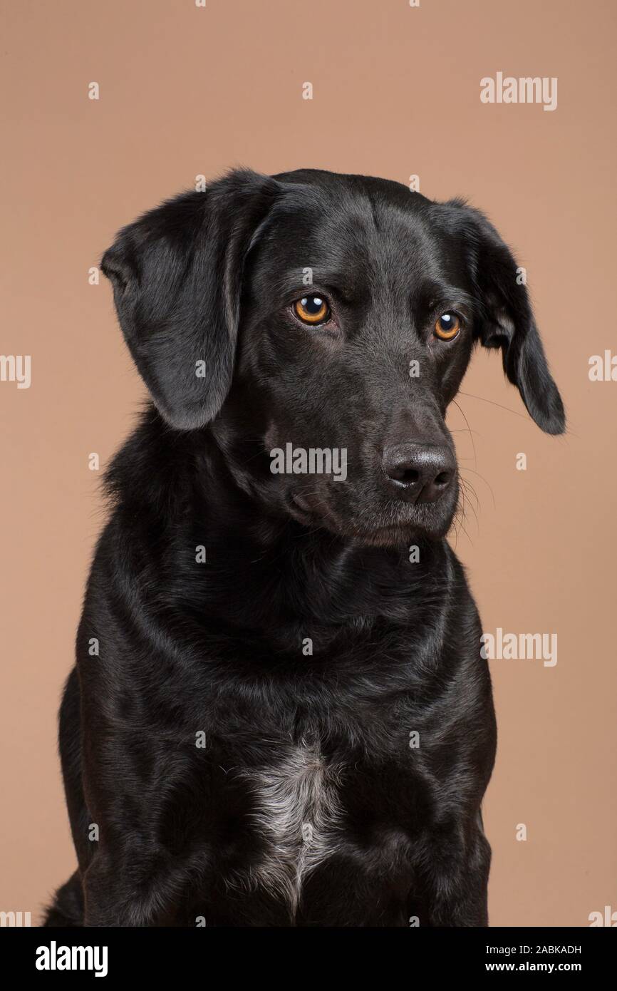Cute Black Dog pet-Sitzung im Studio mit einem braunen Hintergrund ein wenig traurig. Weiß Details auf das Fell. Nahaufnahme des Gesichts. Porträt einer Das Stockfoto