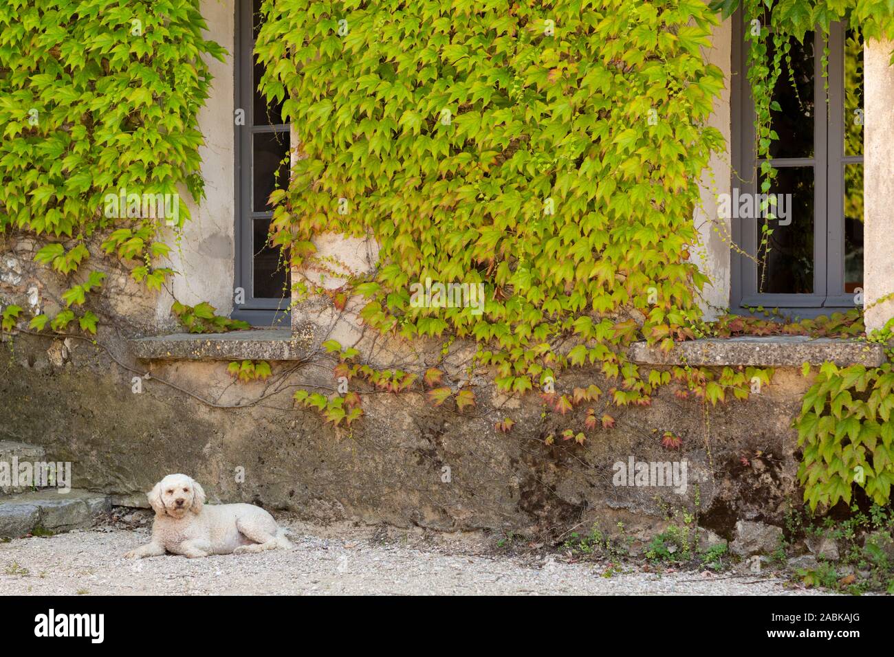 Weiß curly Hund sitzen auf dem Boden und schauen in die Kamera vor einer Wand mit Pflanzen bedeckt Grün in Frankreich Stockfoto