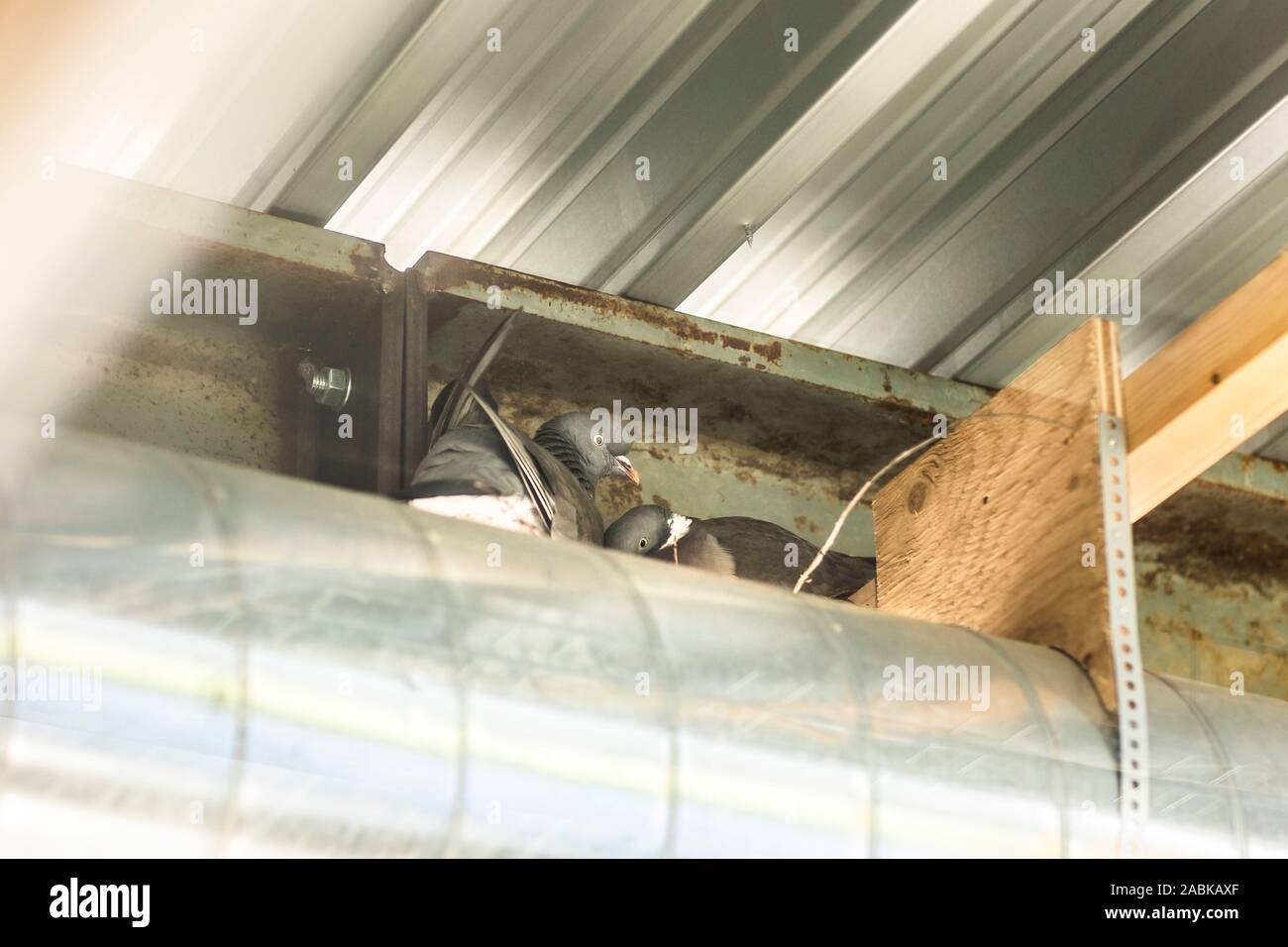 Zwei Tauben, ein Nest in industrieller Umgebung Stockfoto
