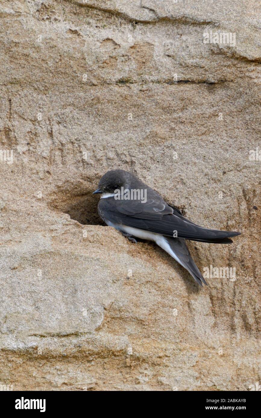 Sand Martin Bank Schlucken Uferschwalbe Riparia Riparia Sitzt Vor Seinem Nest Hole Brutplatz An Einem Flussufer Wildlife Europa Stockfotografie Alamy