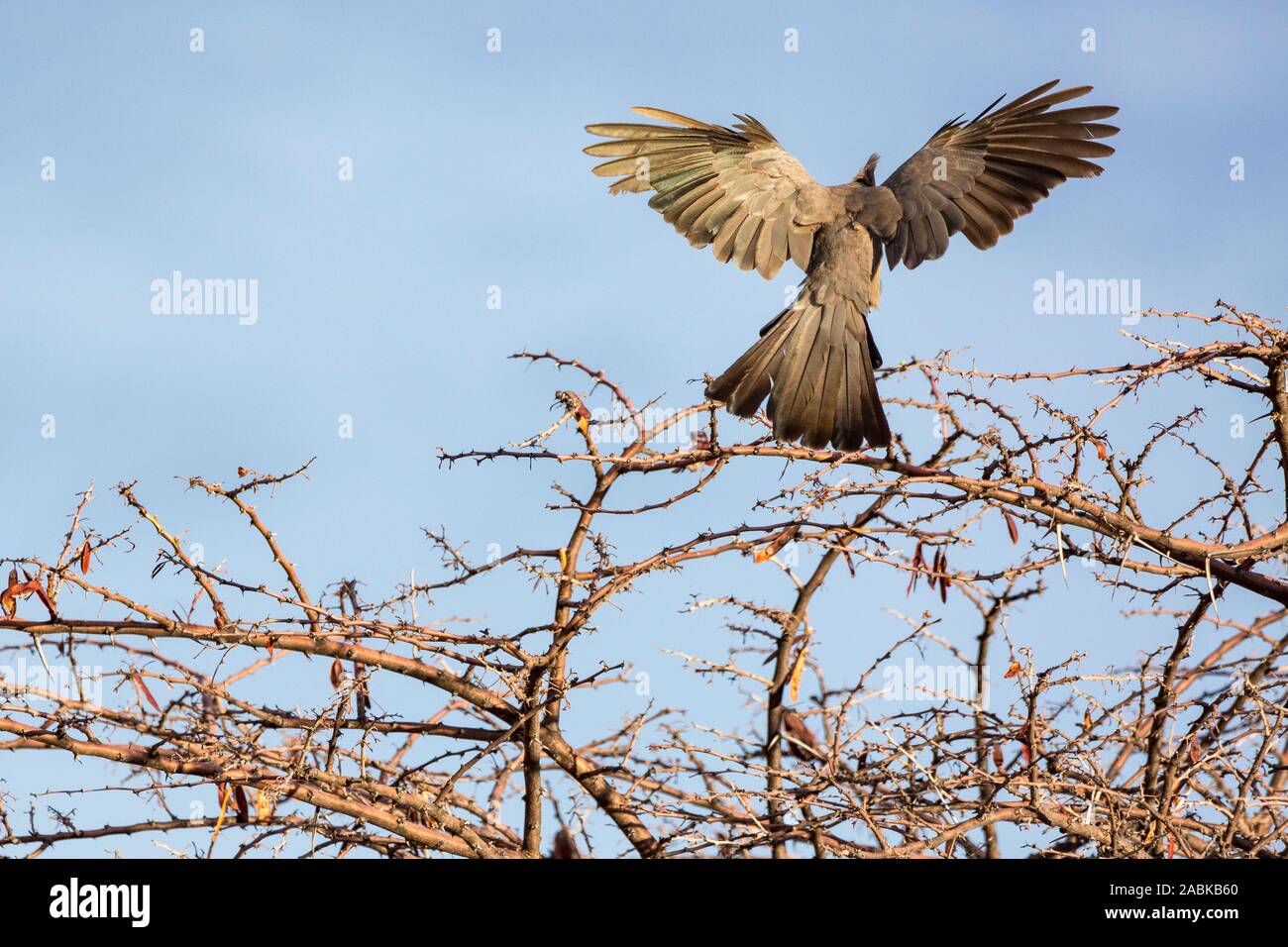 Flying grau Lourie (Corythaixoides concolor) Landung auf einem Baum, Namibia Stockfoto