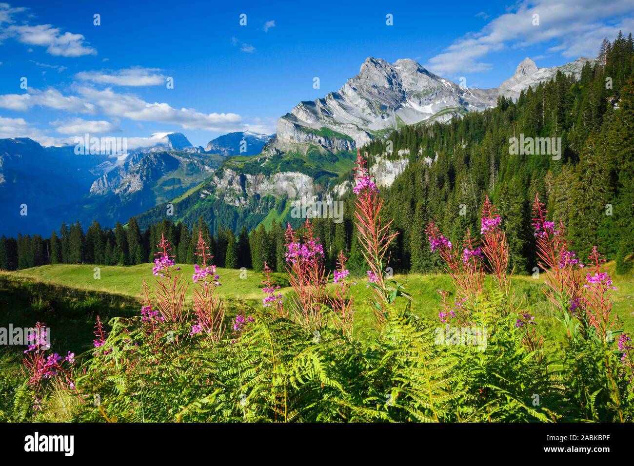 Spitzen und Ortstock Braunwald Toedi aus dem Dorf gesehen. Glarner Alpen, Schweiz Stockfoto