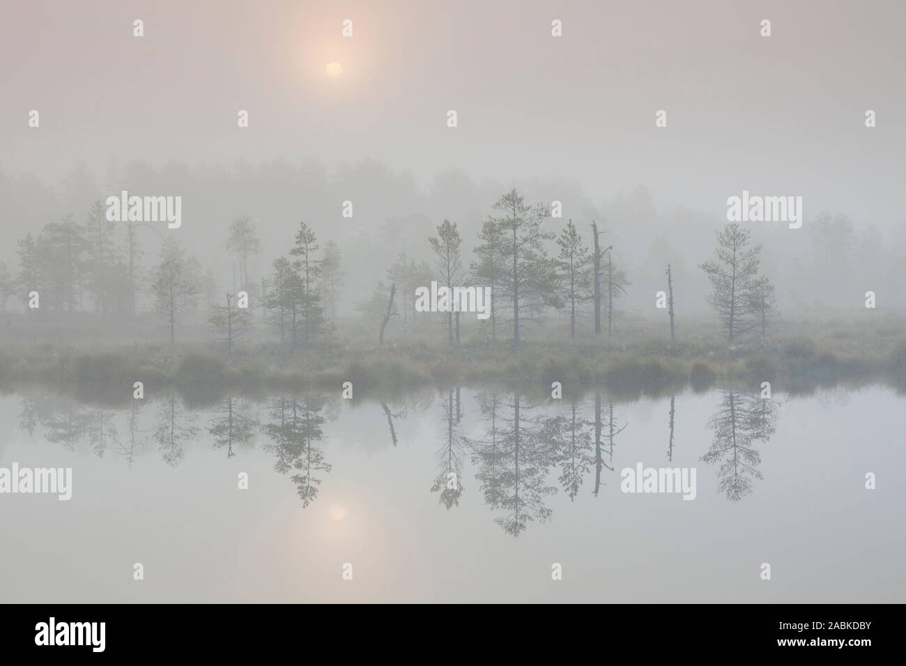 Morgenstimmung am Moor Knuthoejdsmossen, im Herbst, Oerebro Län, Schweden Stockfoto