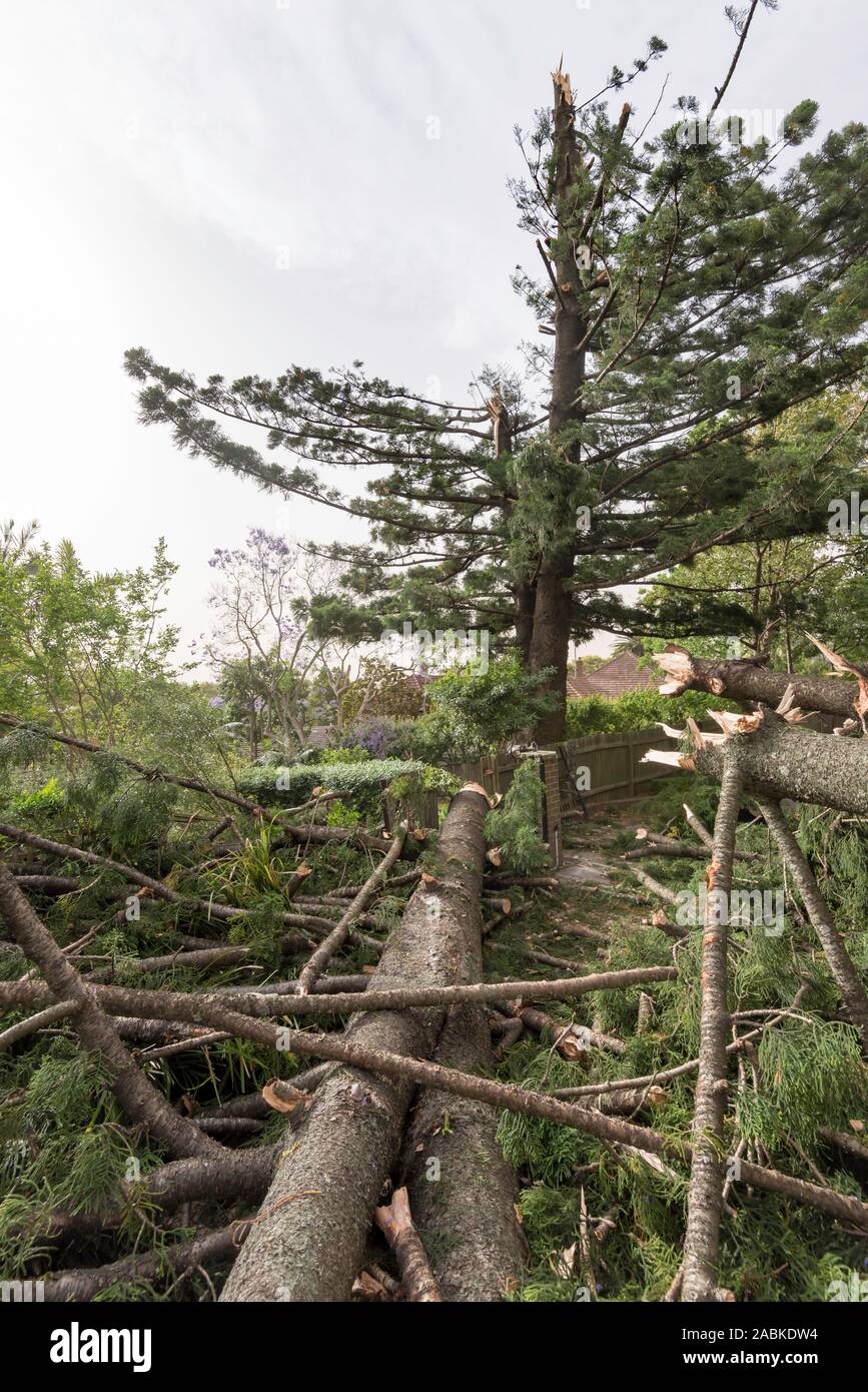 Sydney Aust Nov 26 2019: Ein plötzlicher Sturm durch Vororte im Norden von Sydney reißen Bäume und Strommasten verlassen Gemetzel, aber kein Verlust des Lebens zerrissen Stockfoto