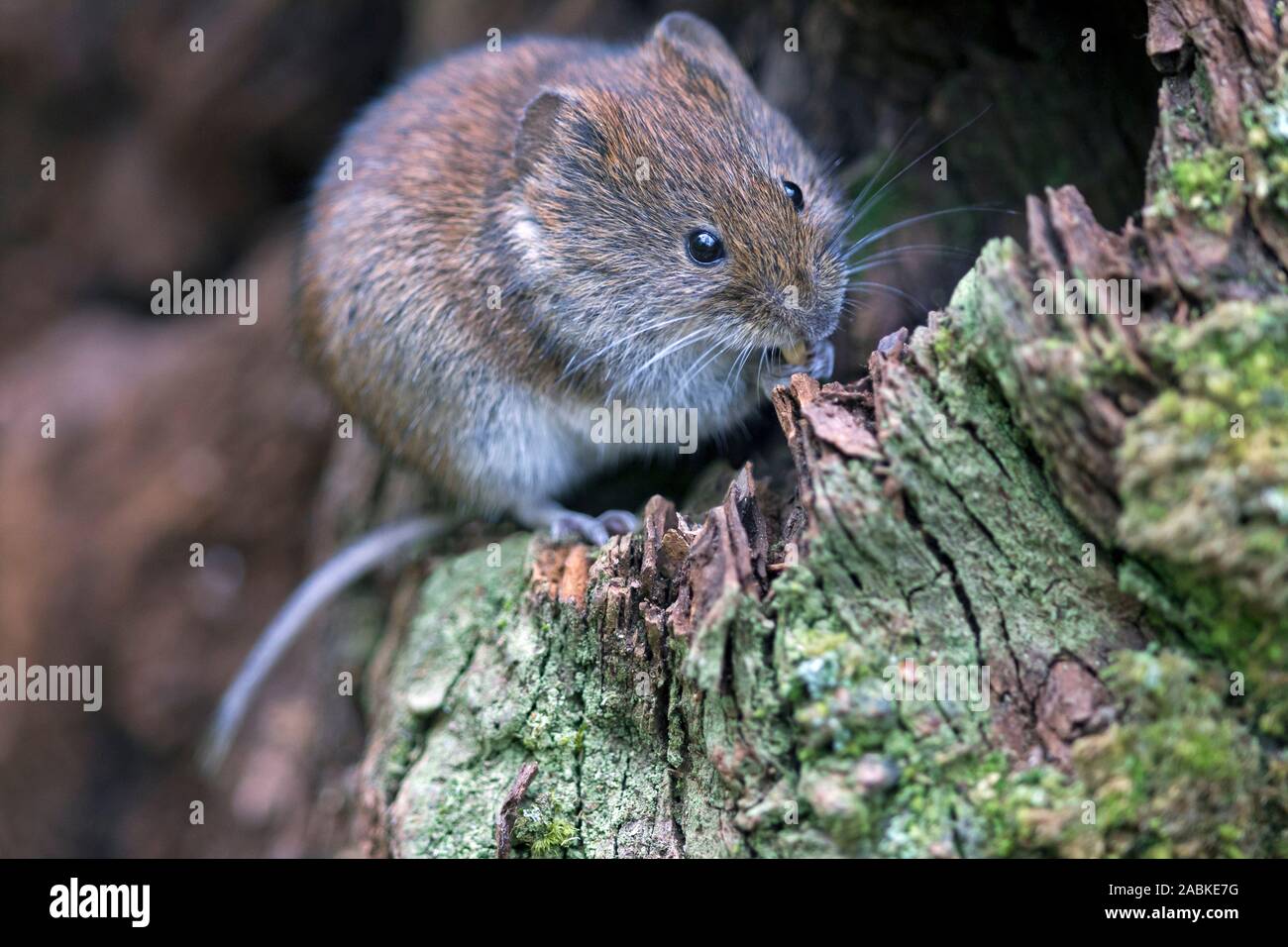 Bank Vole (Clethrionomys glareolus). Erwachsener auf die Wurzel eines Baumes. Deutschland Stockfoto