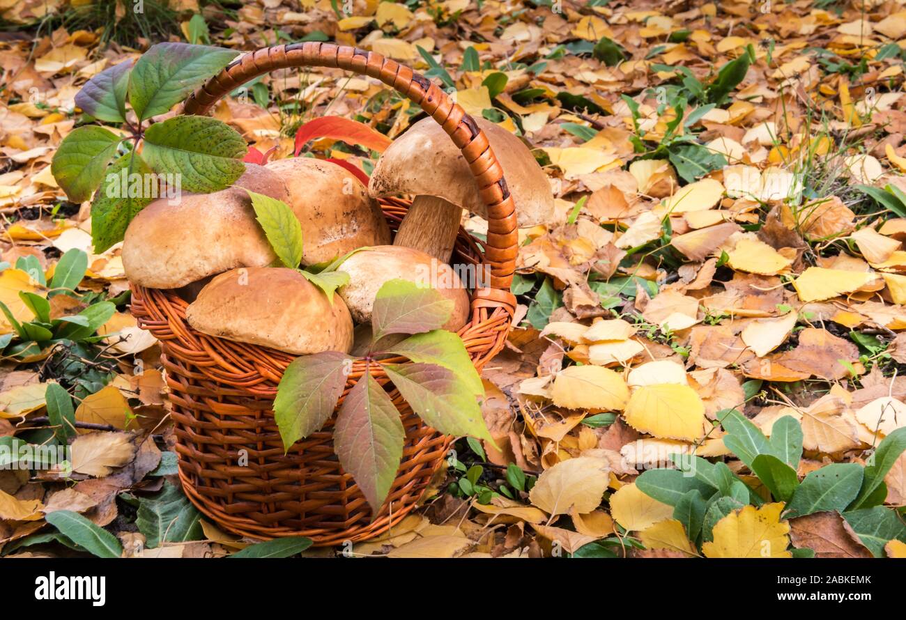 Korb voller grossen wilden essbaren Penny Bun Pilze, bekannt als Porchini oder Boletus edulis. Herbst Hintergrund mit grünem Gras und gefallenen golden Yello Stockfoto
