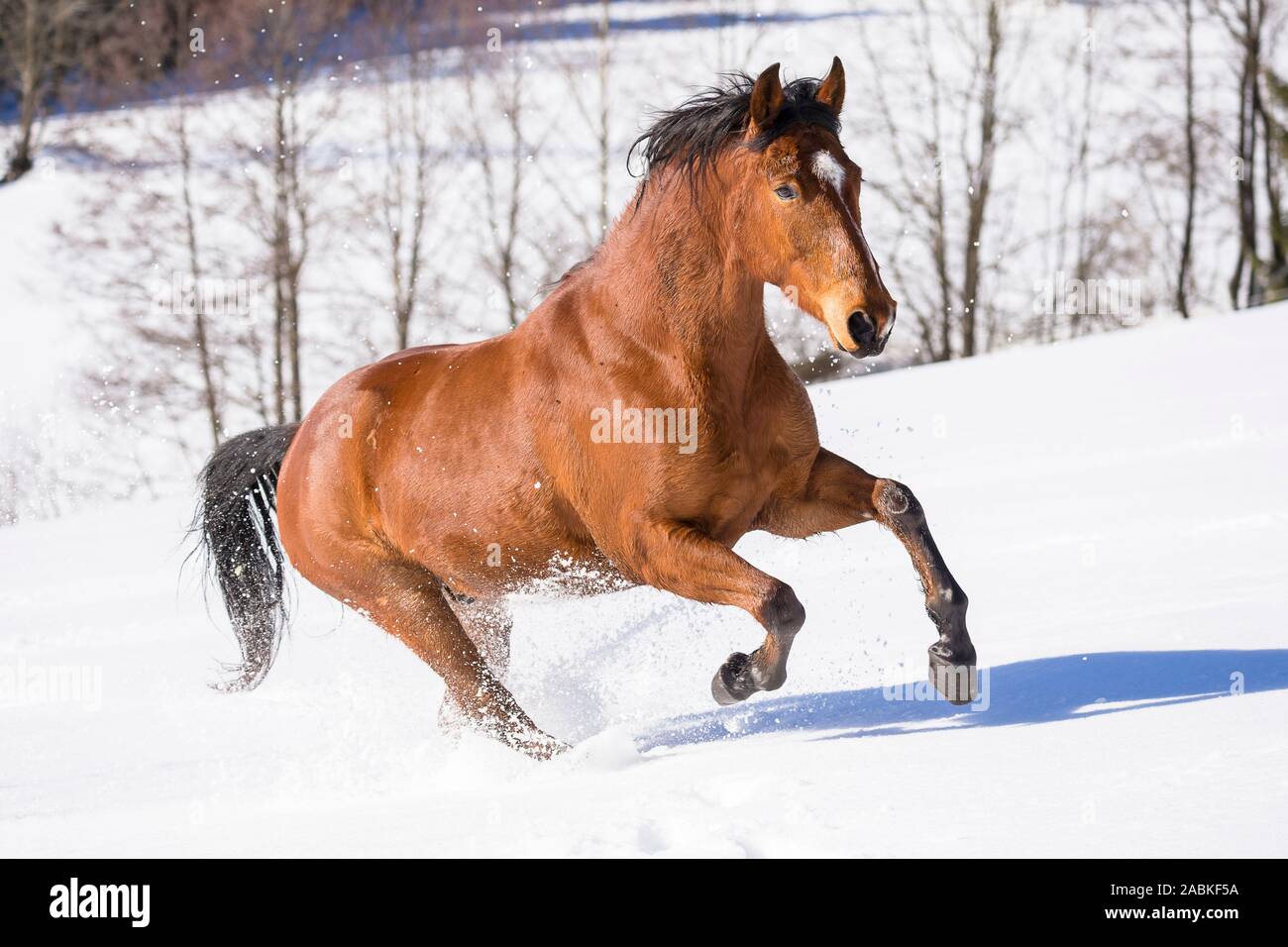 Westfälische Pferd. Bay gelding Galopp im Schnee. Österreich Stockfoto
