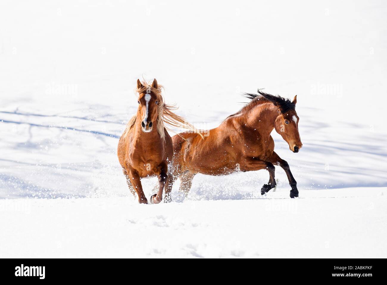 American Quarter Horse und arabische Pferd. Bucht und die Kastanie nach Galopp im hohen Schnee. Österreich Stockfoto