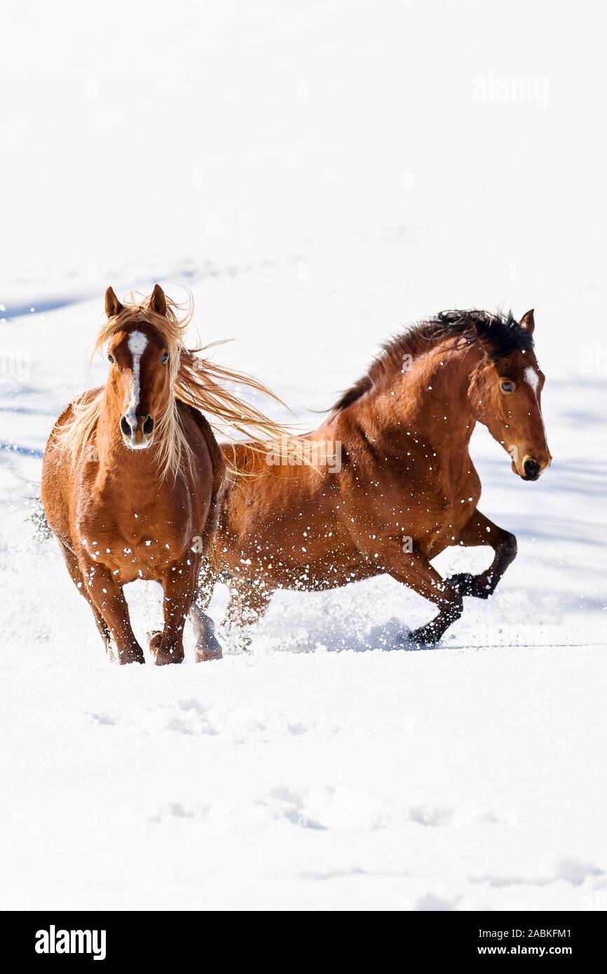 American Quarter Horse und arabische Pferd. Bucht und die Kastanie nach Galopp im hohen Schnee. Österreich Stockfoto