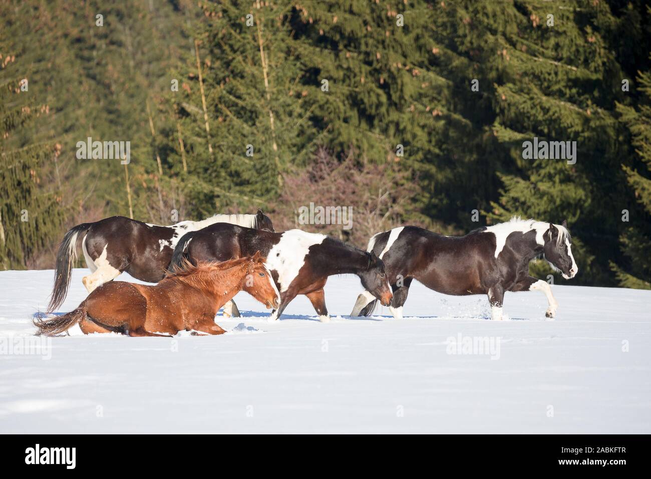 American Paint Horse. Herde im Schnee. Österreich Stockfoto