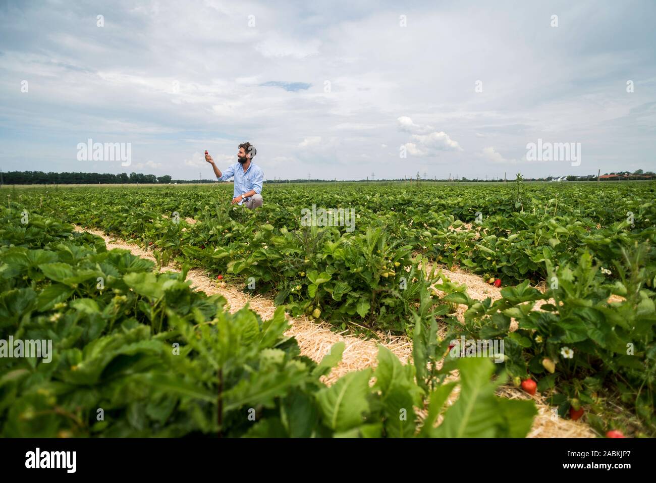 Modell Carlo Nestler mit handverlesenen Erdbeeren auf dem Erdbeerfeld in der Nähe von Putzbrunn. [Automatisierte Übersetzung] Stockfoto