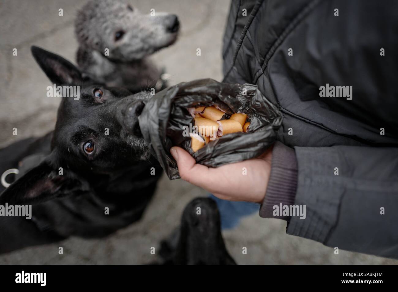 Ein dogwalker mit seinem Hund Pack auf dem Weg an der Münchner Isar. [Automatisierte Übersetzung] Stockfoto