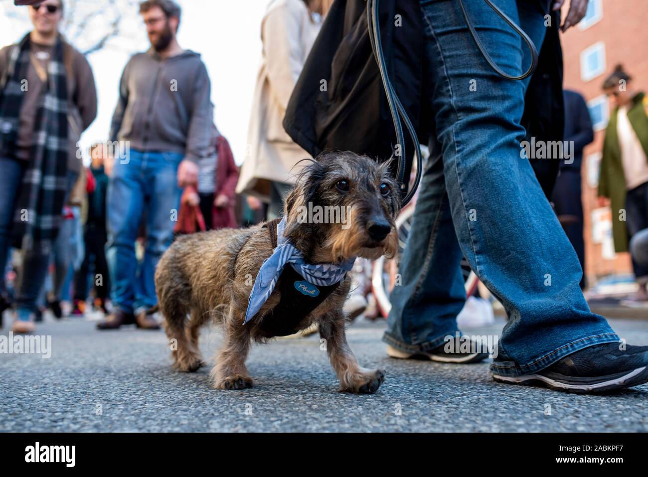 Teilnehmer an der Dackel Parade der München Valentin-Karlstadt-Musäums. [Automatisierte Übersetzung] Stockfoto