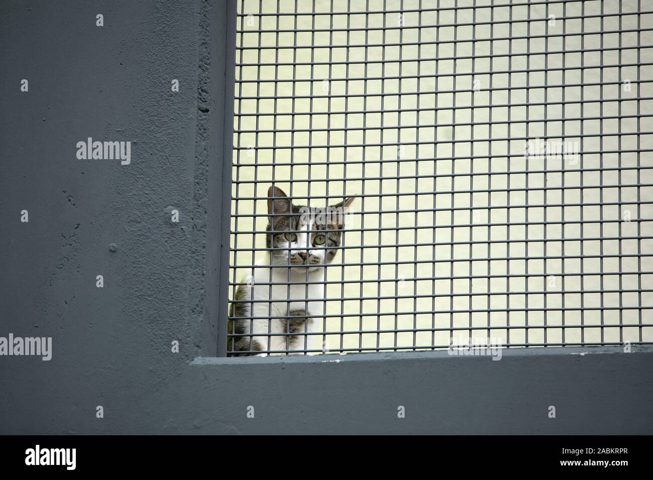 Katze im Katzenhaus des Münchner Tierheim in die Riemer Straße ein.  [Automatisierte Übersetzung] Stockfotografie - Alamy
