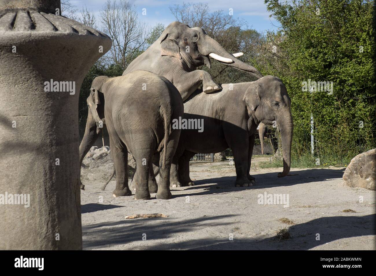 Zwei Elefanten mate im Freigehege der Elefanten im Tierpark Hellabrunn. [Automatisierte Übersetzung] Stockfoto