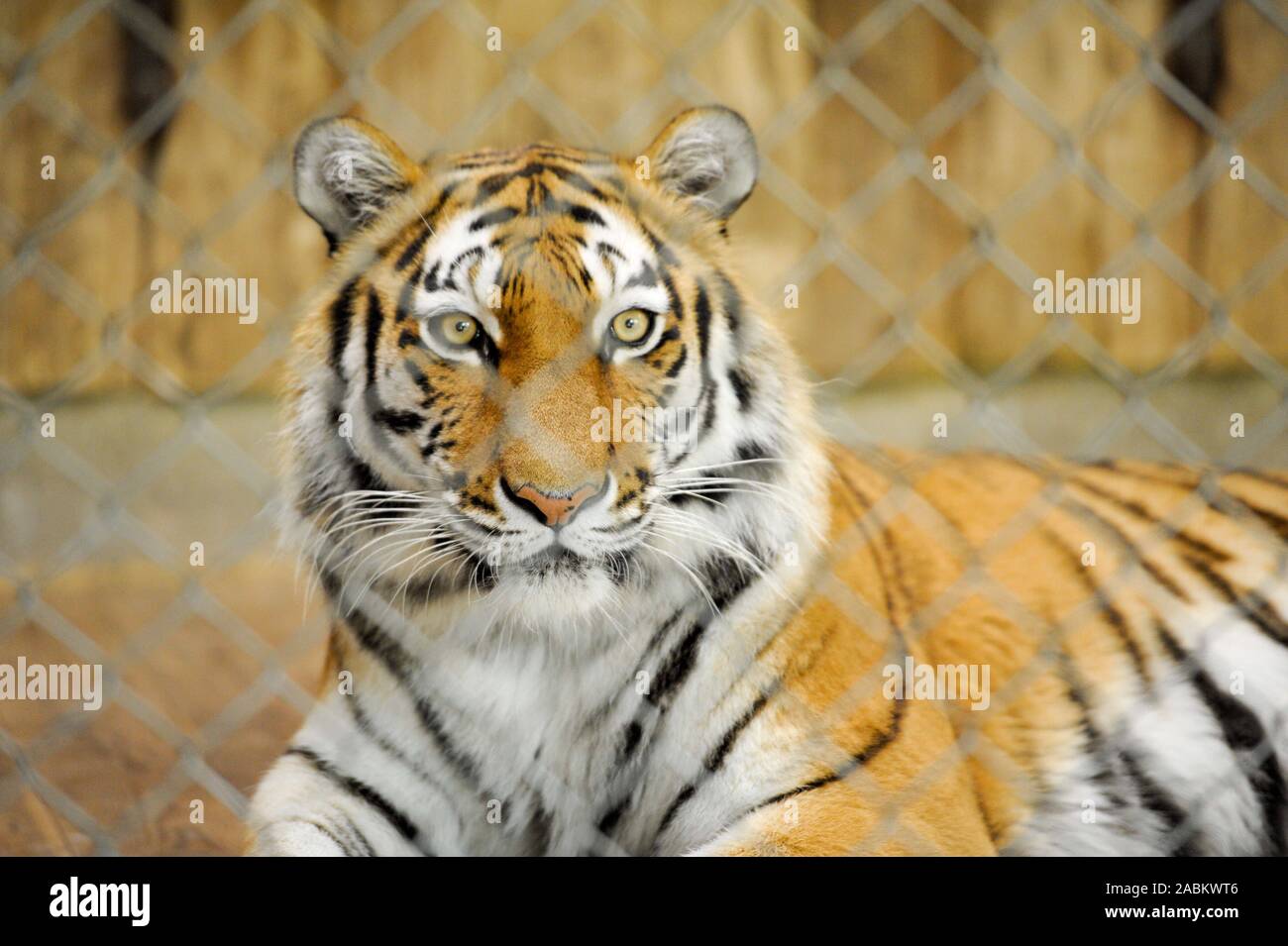 Ein Sibirischer Tiger im Tierpark Hellabrunn in seinem Gehäuse. [Automatisierte Übersetzung] Stockfoto