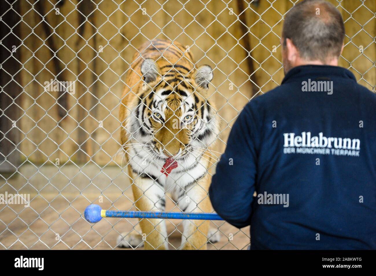 Zootiere in gehege -Fotos und -Bildmaterial in hoher Auflösung - Seite