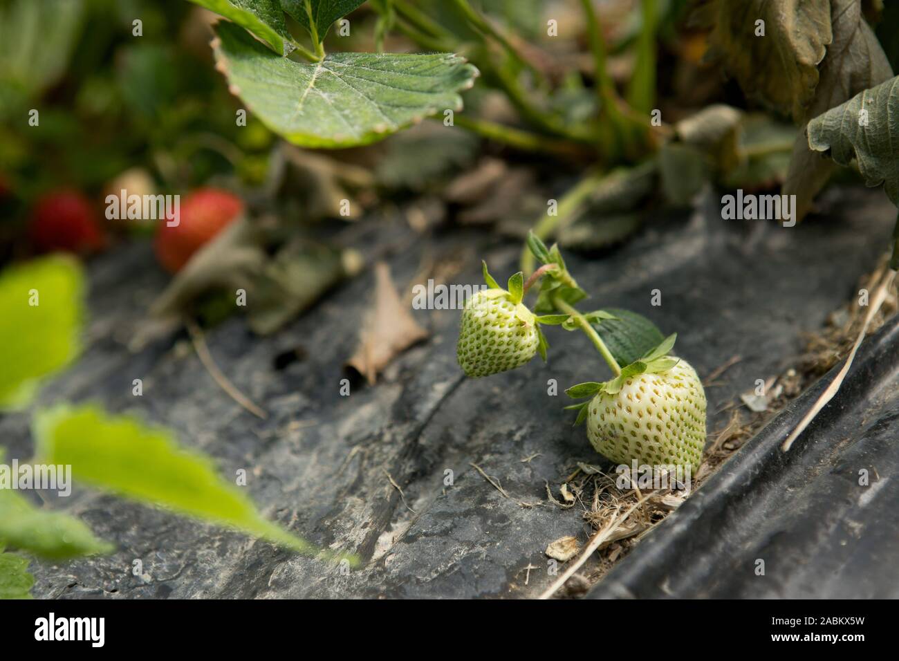 Erdbeeren in den Feldern Geiselhöring. [Automatisierte Übersetzung] Stockfoto