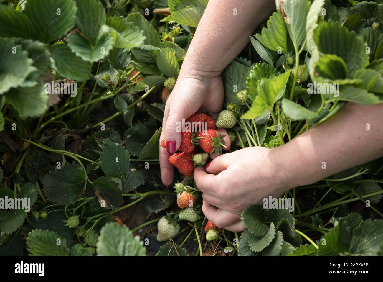 Ein Arbeiter nimmt reife Erdbeeren. [Automatisierte Übersetzung] Stockfoto