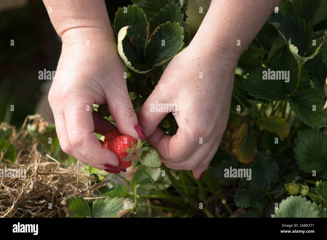 Ein Arbeiter nimmt reife Erdbeeren. [Automatisierte Übersetzung] Stockfoto