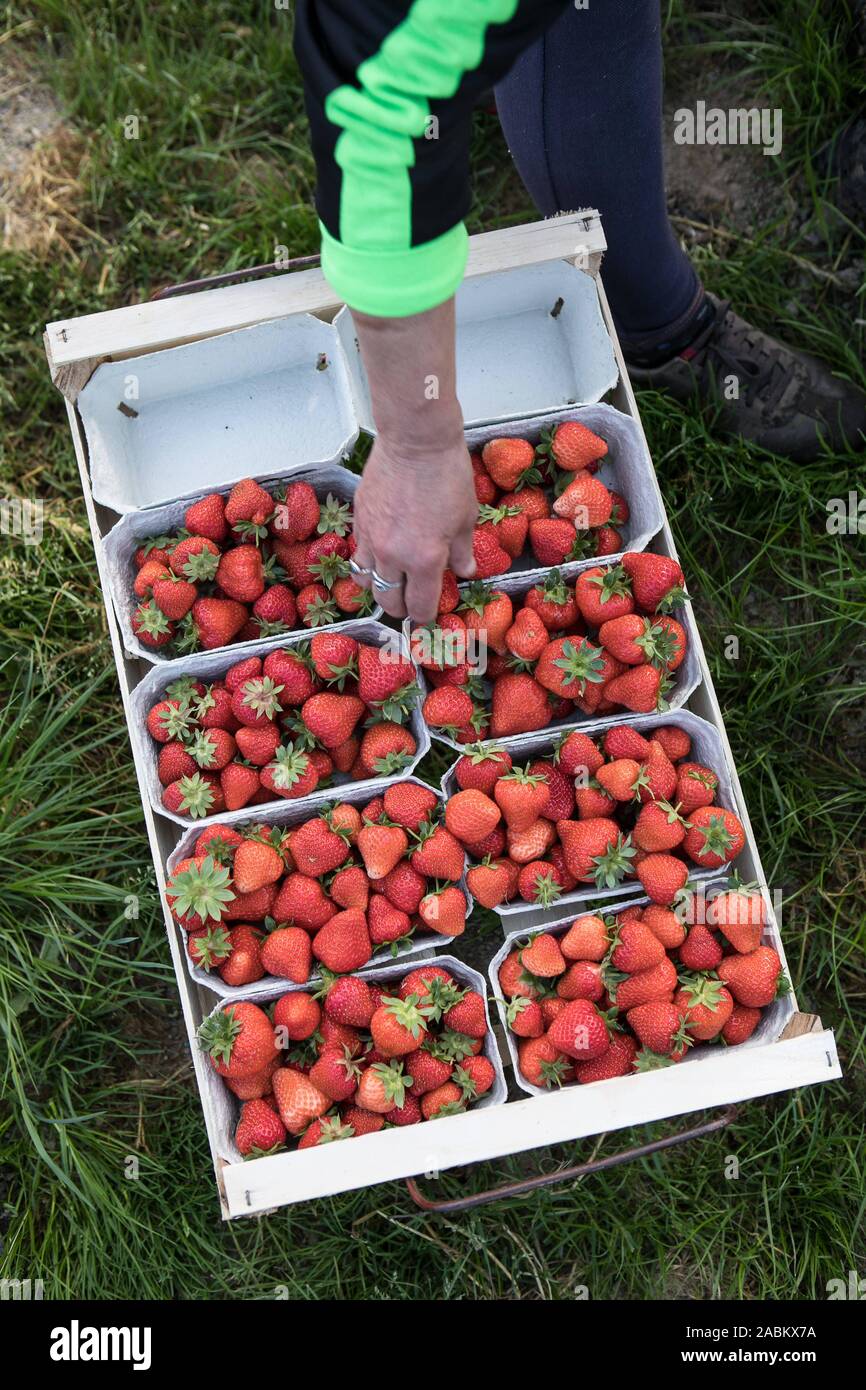 Erdbeeren in den Feldern Geiselhöring. [Automatisierte Übersetzung] Stockfoto