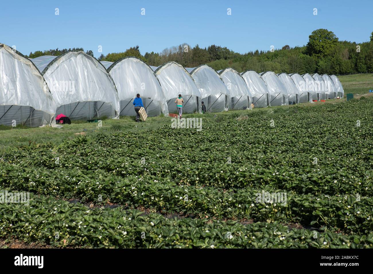 Gewächshäuser und Strawberry Fields in Geiselhöring. [Automatisierte Übersetzung] Stockfoto