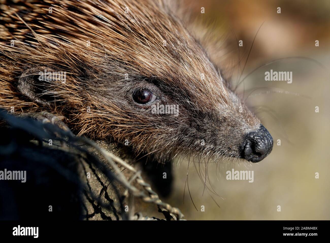 Hedgehog portrait. Auf der Suche nach Essen spät im Jahr in Haus Garten. Stockfoto