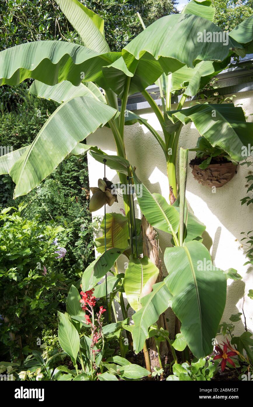 calathea musaica 'network' Calathea Musaica 'Network' For Sale Online