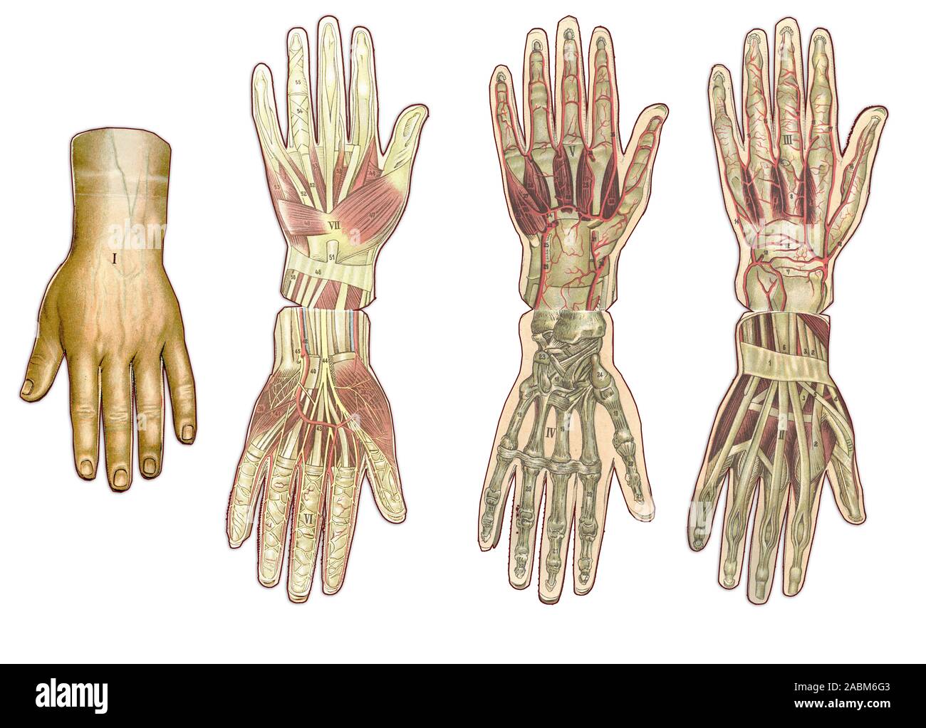 Medizin und Gesundheitswesen illustriert Tabelle, menschliche Hand Anatomie: Haut und ektodermalen Gewebe, Knochen, Muskeln, Nerven, Gefäßen Stockfoto