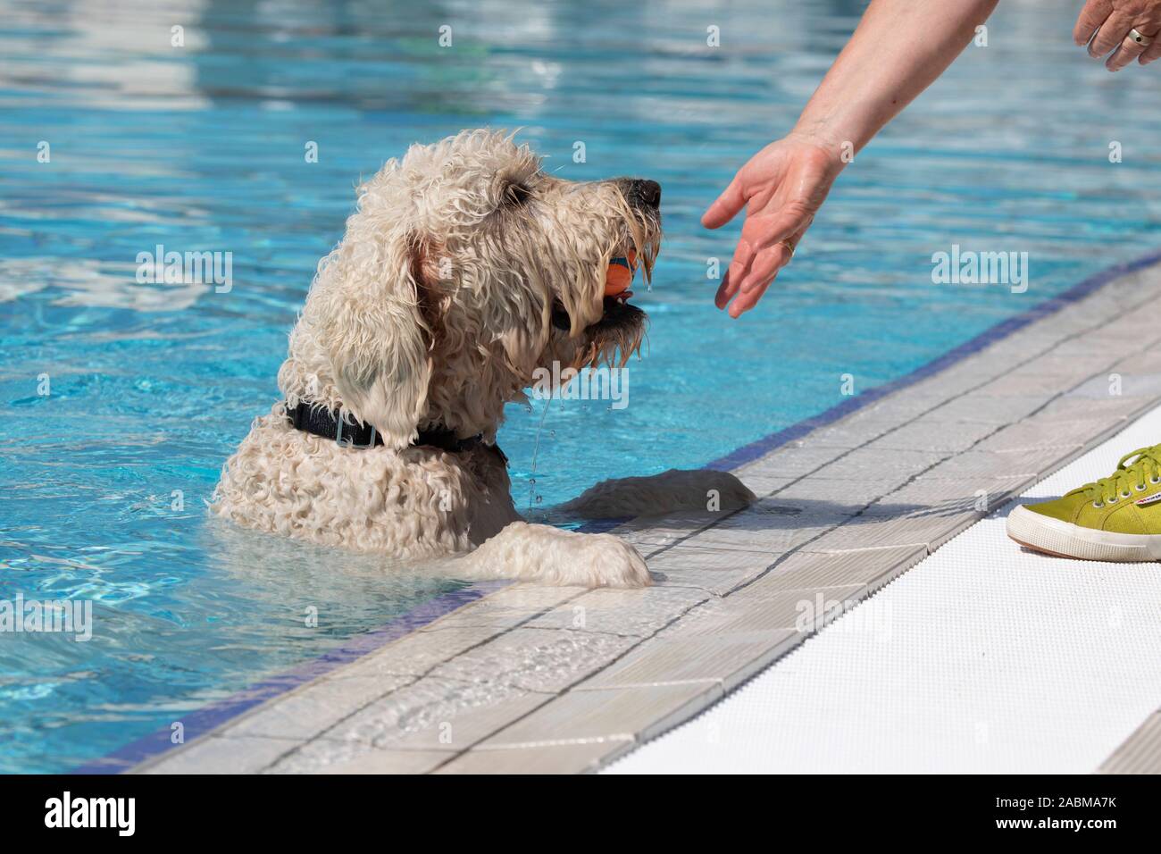 Ein Hund spielt am Rand des Pool. An der dritten Hund einen Tag in der  Amper Oase in Fürstenfeldbruck nur Hunde sind nicht erlaubt - gechlorten  Pool. Die Menschen haben diese Zeit