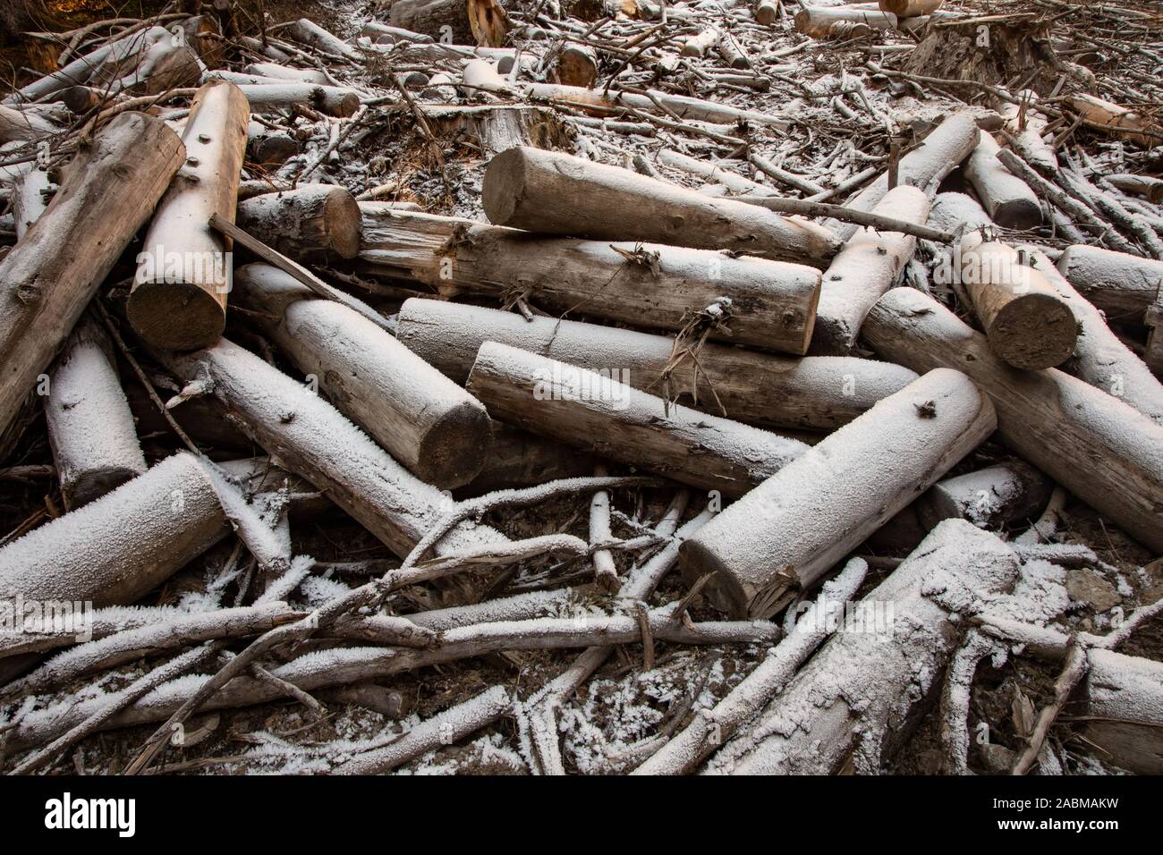 Schnee bedeckt Rundholz Haufen im Winter Wald Stockfoto