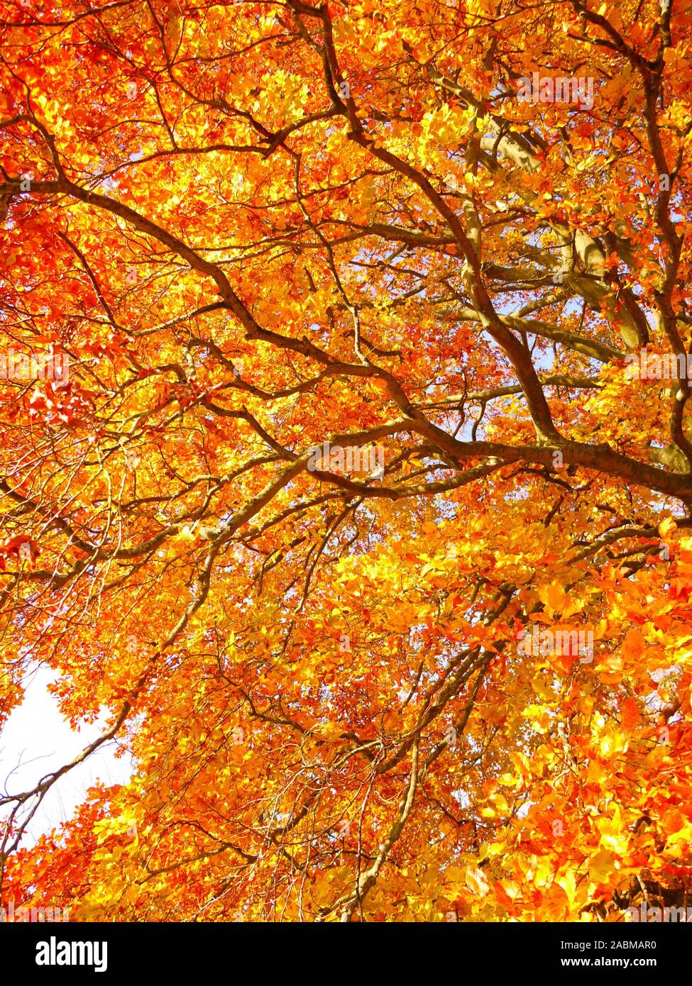 Auf eine neue bedeutung herbst ist auch ein ideal Fotos und