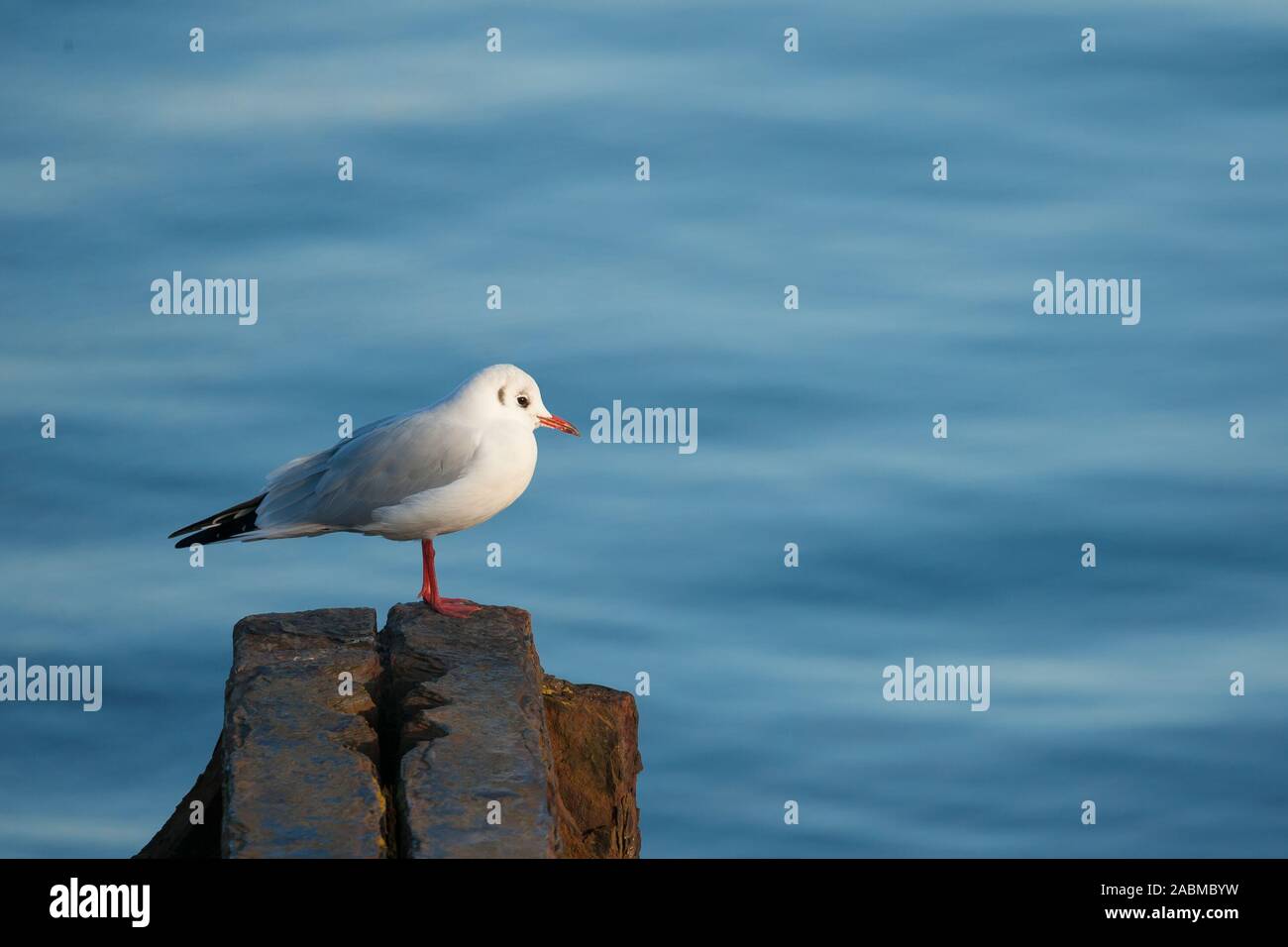 Möwe-Porträt Stockfoto