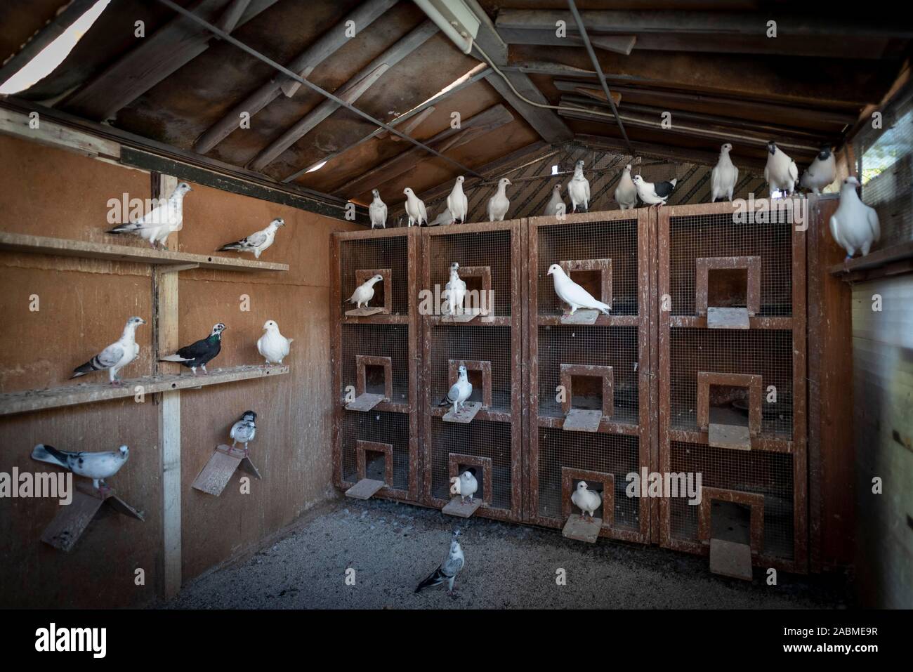 Besuch der Münchner Geflügelzucht Verband: Tauben sitzen in einem Taubenschlag. [Automatisierte Übersetzung] Stockfoto