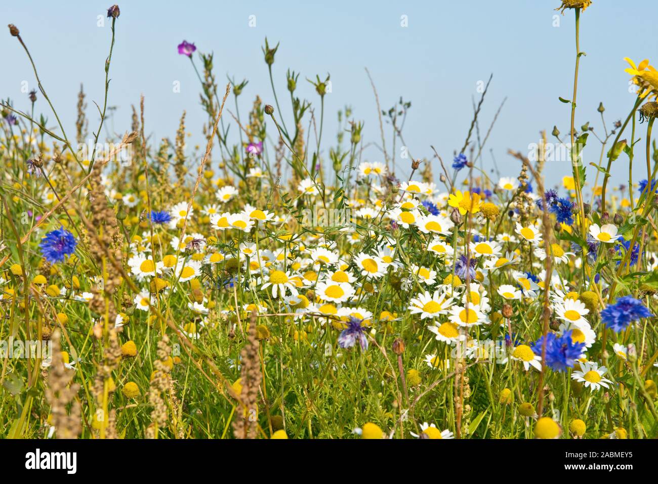 Wilde Blumen wachsen entlang der Kante der weizenfeld, East Lothian, Schottland Stockfoto