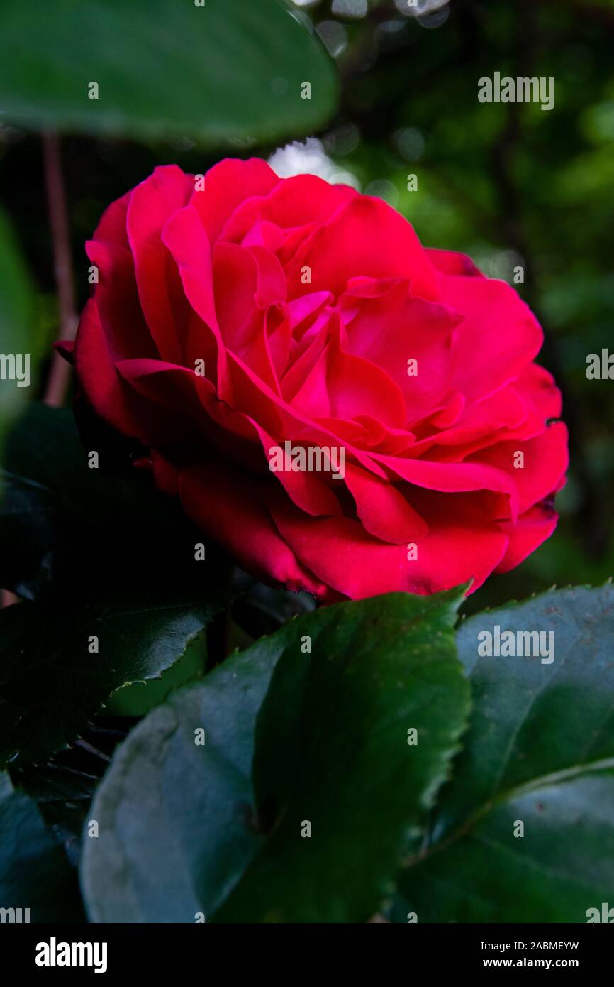 Nahaufnahme auf der roten Blütenblätter einer schönen Englischen Rose Blume in voller Blüte Stockfoto